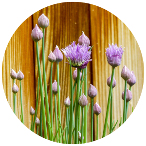 Lesson Plans - KidsGardening