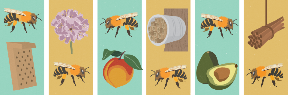 bee-friendly-garden-header