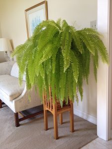 fern1