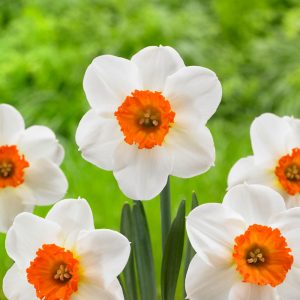 Barrett Browning Daffodil