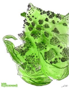 Romanesco Broccoli