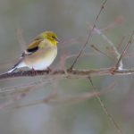 American Goldfinch