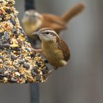 Pair of Carolina Wrens