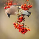 Cedar Waxwing