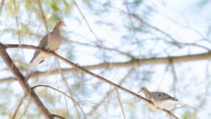 Mourning Turtle Doves