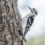 Downy woodpecker