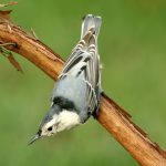 White-breasted Nuthatch