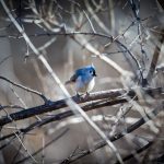 The tufted titmouse
