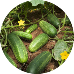 Cucumbers July 2017 Plant Of The Month Kidsgardening
