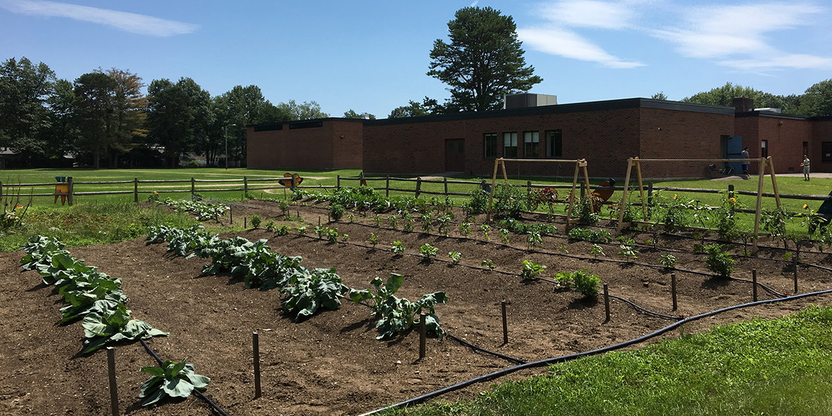 school garden successful year in the school garden